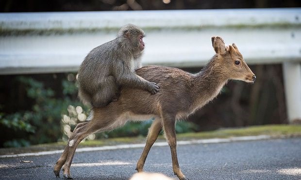 Chuyện quái đản nhất của tự nhiên: Loài khỉ Nhật Bản đang có thói quen làm chuyện ấy với... hươu - Ảnh 1.