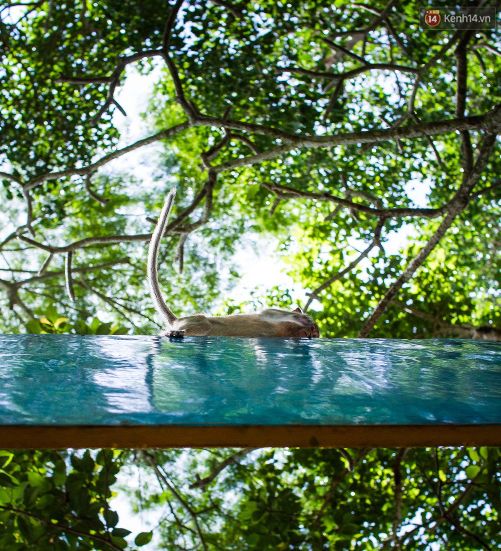 Chùm ảnh: Chuyện về đàn khỉ đuôi dài nương náu trong ngôi chùa ở Vũng Tàu, sống nhờ thức ăn của du khách - Ảnh 10. Chùm ảnh: Chuyện về đàn khỉ đuôi dài nương náu trong ngôi chùa ở Vũng Tàu, sống nhờ thức ăn của du khách - Ảnh 10.