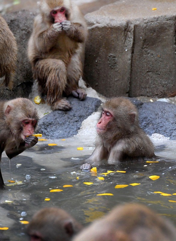 Thời tiết giá lạnh, khỉ ở Nhật Bản rủ nhau ngâm suối nước nóng, đốt lửa trại nướng khoai ăn - Ảnh 11.