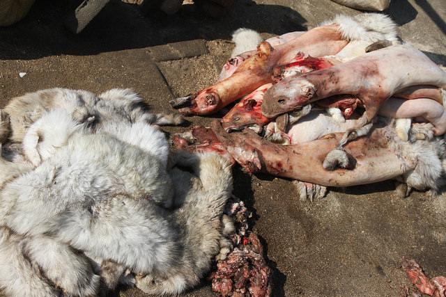 Sự thật tàn ác trần trụi trong các lò nuôi của ngành công nghiệp lông thú - Ảnh 5.