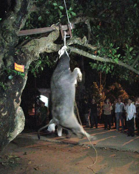 Hình ảnh con trâu bị treo cổ lên cây cho đến chết trong lễ hội ở Yên Bái gây tranh cãi - Ảnh 2.