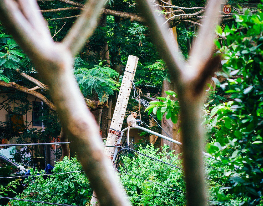 Chùm ảnh: Chuyện về đàn khỉ đuôi dài nương náu trong ngôi chùa ở Vũng Tàu, sống nhờ thức ăn của du khách - Ảnh 11. Chùm ảnh: Chuyện về đàn khỉ đuôi dài nương náu trong ngôi chùa ở Vũng Tàu, sống nhờ thức ăn của du khách - Ảnh 11.