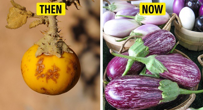 Tổ tiên của các loại rau quả mà ta vẫn ăn ngày nay trông như thế nào? - Ảnh 5.