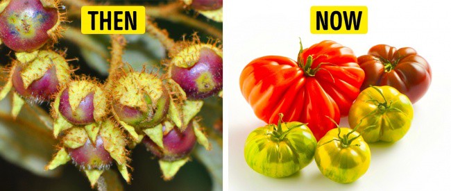 Tổ tiên của các loại rau quả mà ta vẫn ăn ngày nay trông như thế nào? - Ảnh 7.