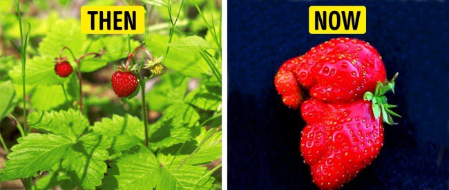 Tổ tiên của các loại rau quả mà ta vẫn ăn ngày nay trông như thế nào? - Ảnh 8.