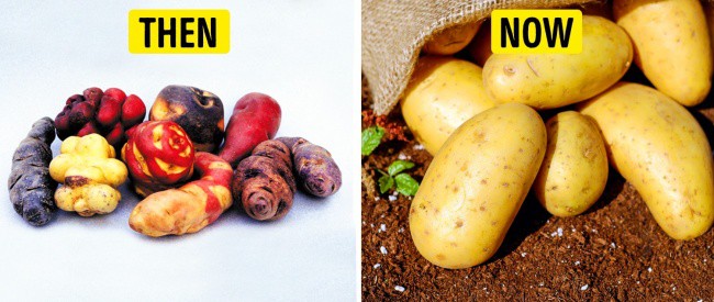 Tổ tiên của các loại rau quả mà ta vẫn ăn ngày nay trông như thế nào? - Ảnh 9.
