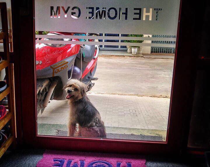 Xúc động nhất Facebook hôm nay: Chú chó ở Đồng Nai quay về tìm chủ cũ sau 3 năm bị bắt đi - Ảnh 2.