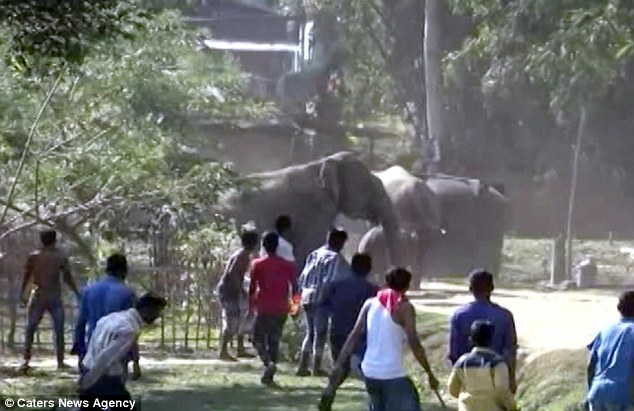 60 con voi tràn vào làng Ấn Độ, phá hủy 25 ngôi nhà trước sự kinh hãi của người dân - Ảnh 3.