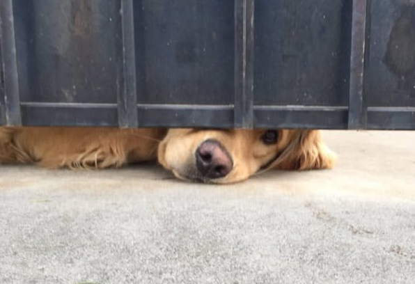 Chú chó nổi tiếng thế giới vì mỗi ngày đều nhòm qua khe cửa để chờ bạn thân tới vuốt ve - Ảnh 2.