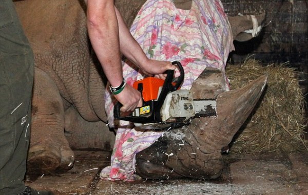 Hàng loạt tê giác quý hiếm bị nhân viên sở thú dùng cưa máy cắt sừng - Ảnh 2.