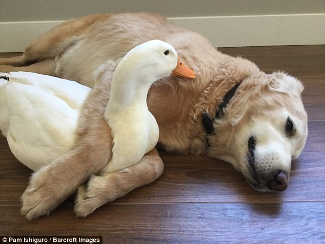 It sounds wrong, but dogs and ducks can still be best friends - Photo 2.