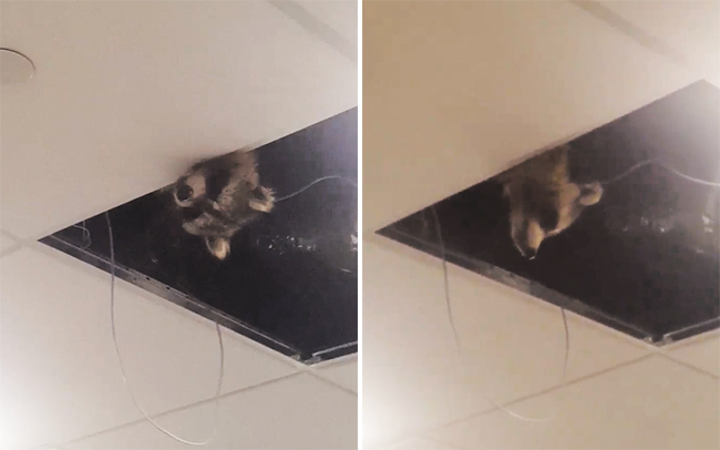 Chú gấu mèo mặt hớn thập thò trên trần sân bay - Ảnh 1.