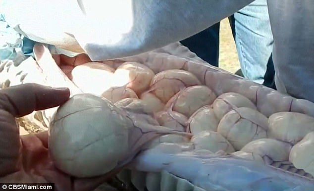 Bắt được trăn khổng lồ, mổ bụng ra thấy c&oacute; tới 78 quả trứng b&ecirc;n trong - Ảnh 1.