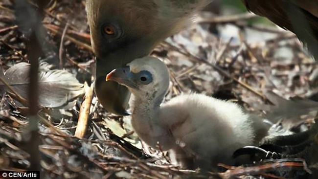 Cặp đôi chim kền kền đực đồng tính cùng nhau ấp trứng sau nhiều năm bên nhau - Ảnh 3.