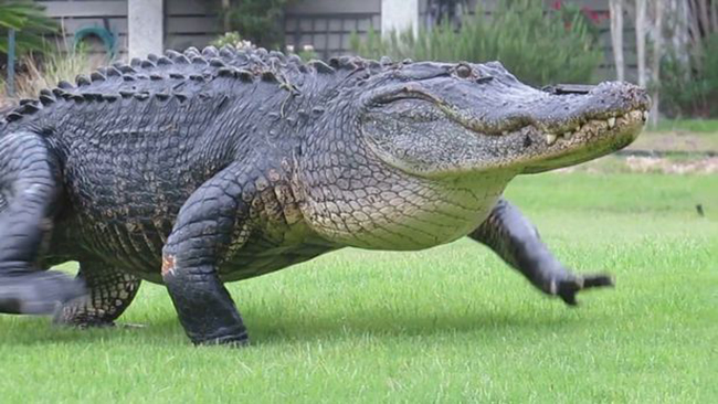 Cá sấu khổng lồ lớ ngớ đi lạc trong sân golf - Ảnh 3.