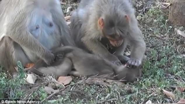 Dù khỉ con qua đời, khỉ mẹ vẫn ôm con suốt nhiều ngày chẳng rời - Ảnh 3.