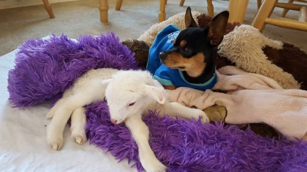 Người bạn cừu khuyết tật qua đời, chú chó Chihuahua buồn rầu lấy con cừu nhồi bông ra ôm - Ảnh 2.