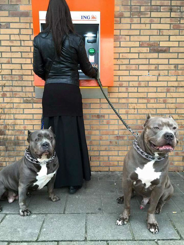 Những chú chó vào vai bảo kê máu mặt tại các cây ATM vào ban đêm - Ảnh 3.