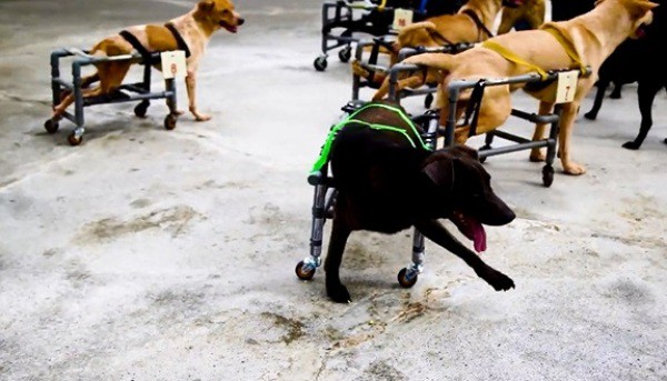 Vợ Việt chồng Tây bán cả xe máy để làm xe lăn cho chó mèo khuyết tật