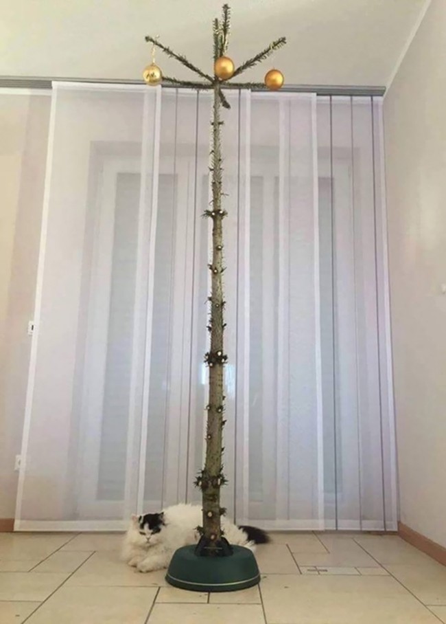 15 vị tr&iacute; c&acirc;y th&ocirc;ng đặc biệt khiến boss ch&oacute; m&egrave;o d&ugrave; muốn cũng kh&ocirc;ng với tới được - Ảnh 3.