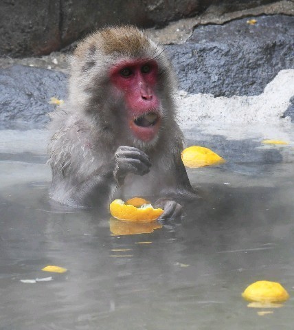 Thời tiết giá lạnh, khỉ ở Nhật Bản rủ nhau ngâm suối nước nóng, đốt lửa trại nướng khoai ăn - Ảnh 12.