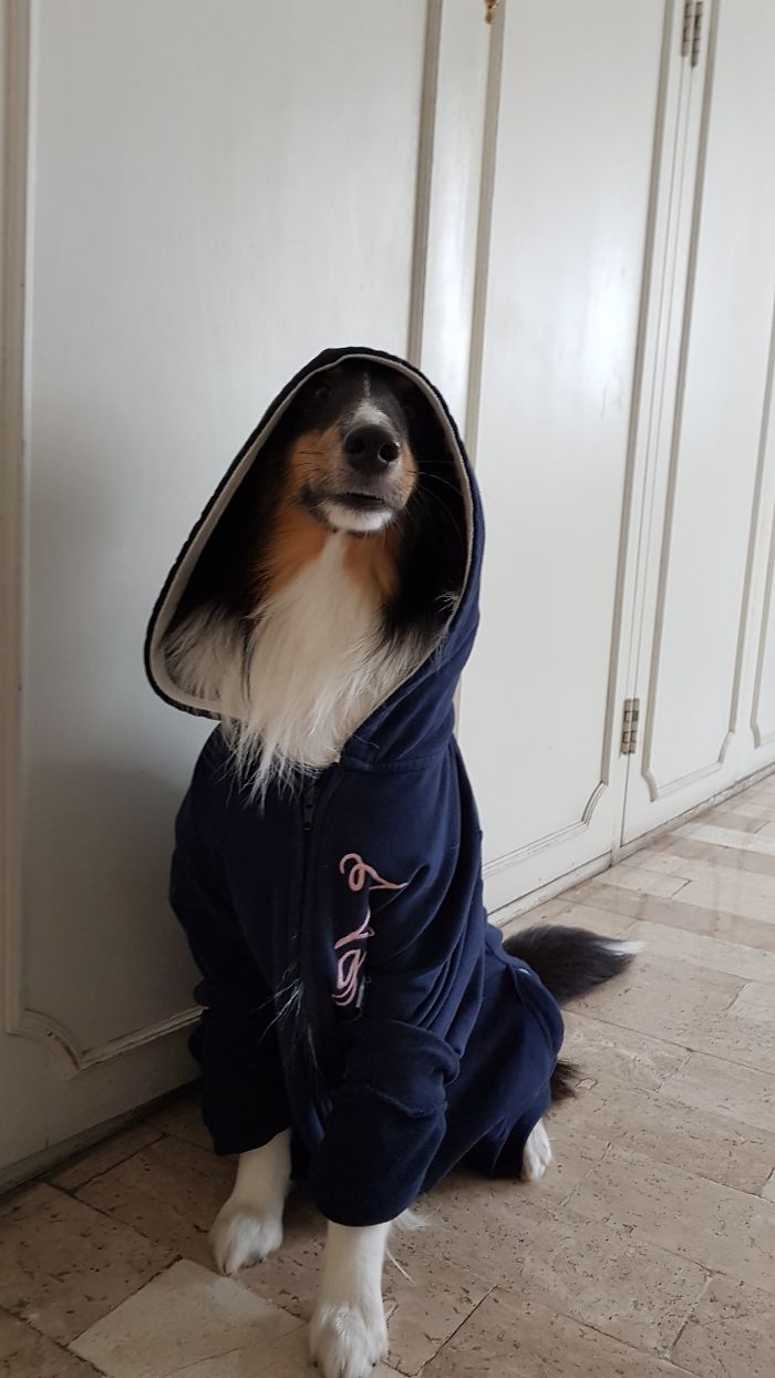 20 chú chó tinh nghịch thích cosplay thành con người