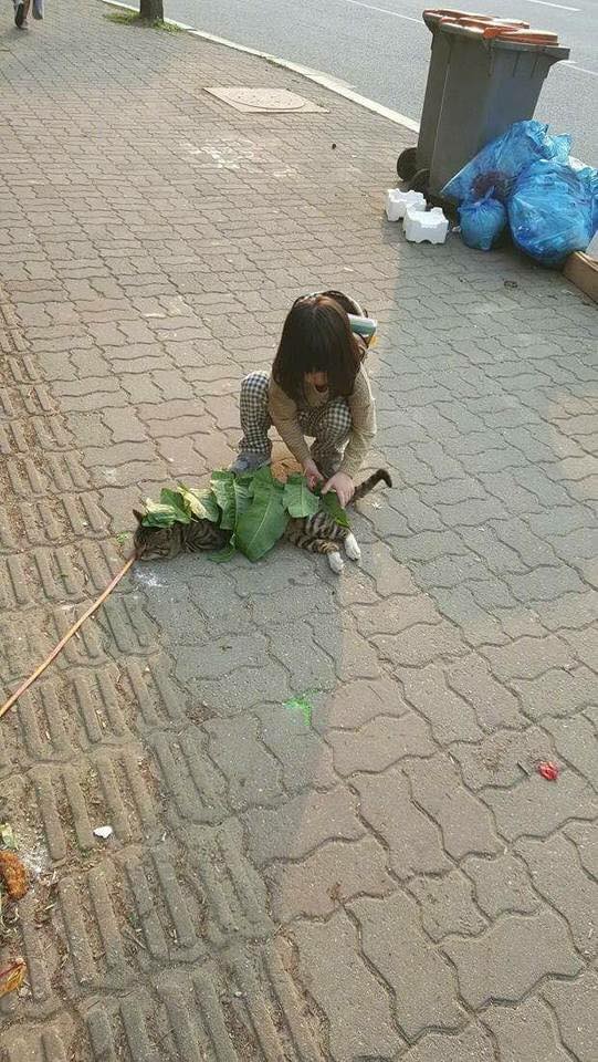 Mèo cứ việc ngủ thôi, việc lấy lá che cho cậu đỡ nắng cứ để tớ lo! - Ảnh 1.
