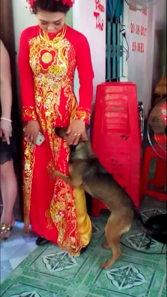 X&uacute;c động h&igrave;nh ảnh ch&uacute; ch&oacute; quấn ch&acirc;n, kh&ocirc;ng muốn rời xa trong ng&agrave;y c&ocirc; chủ đi lấy chồng - Ảnh 3.