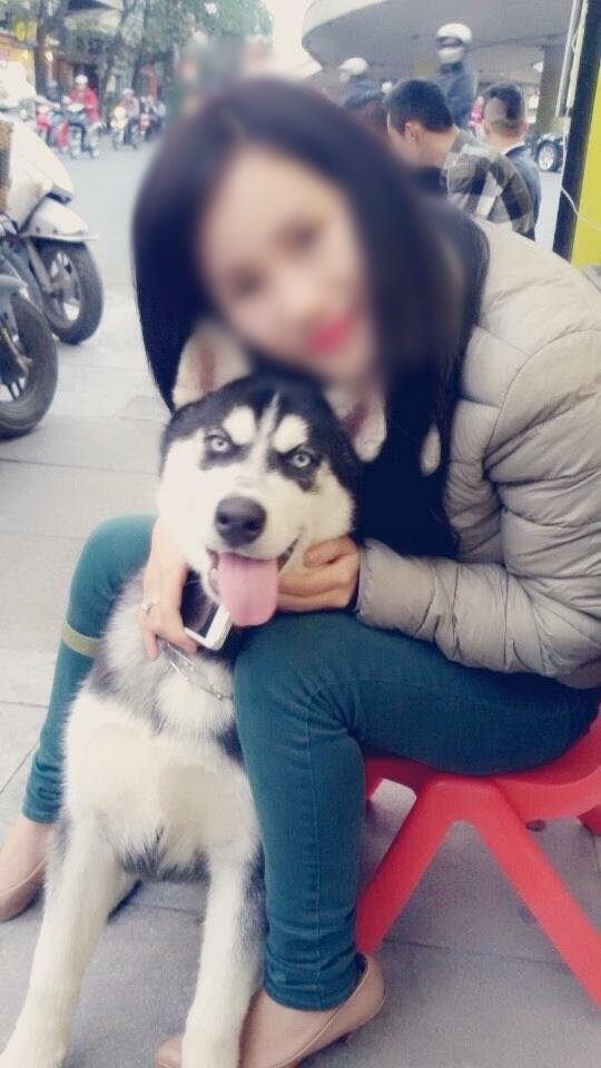 Cô gái cho bạn thân mượn chó cưng Husky để vượt qua stress, bạn bán chó lấy 2 triệu tiêu xài - Ảnh 1.