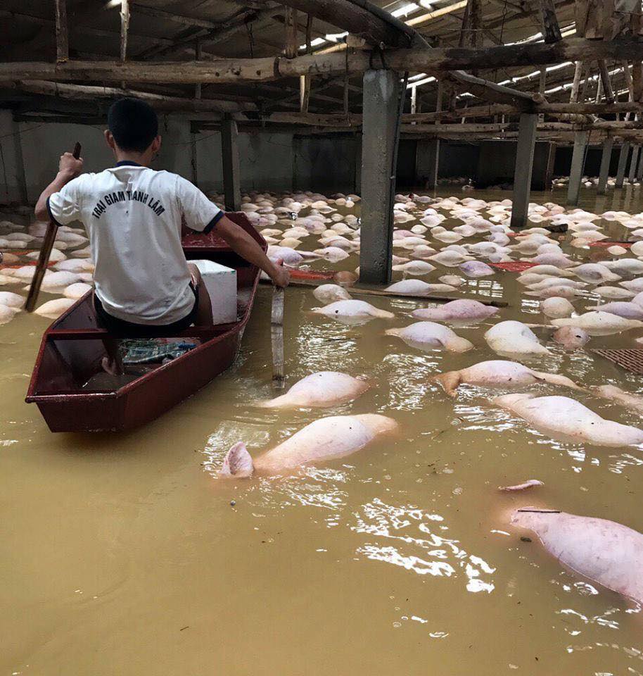 Xót xa hình ảnh hàng ngàn con lợn chăn nuôi chết trong nước lũ ở Thanh Hoá - Ảnh 5.