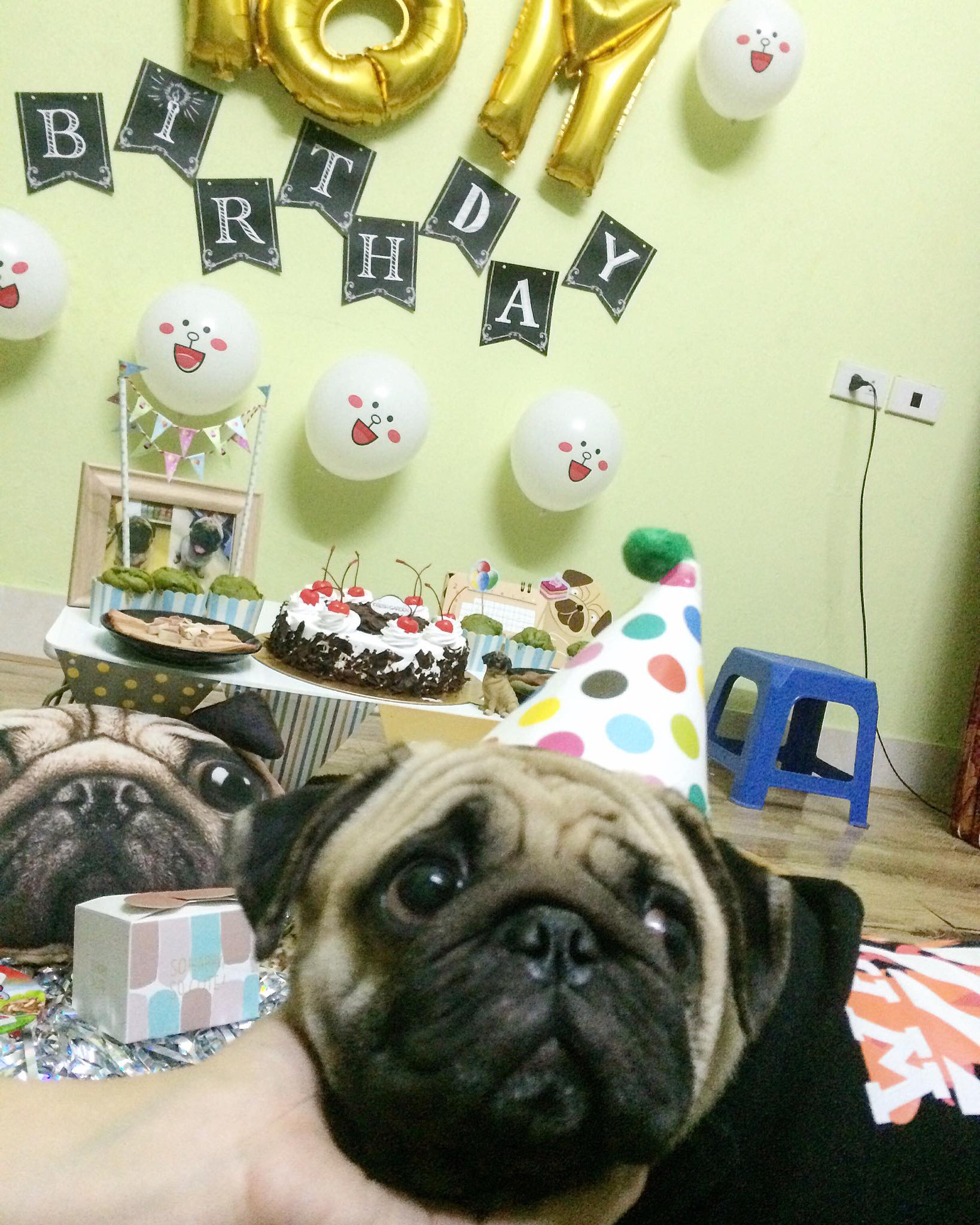 Biểu cảm ngộ nghĩnh của thú cưng khi được tổ chức sinh nhật  VnExpress