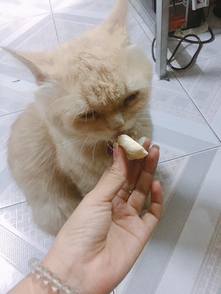 Dân mạng đua nhau thử cho mèo ăn phô mai mà không hề biết điều đó nguy hiểm đến thế nào - Ảnh 2.