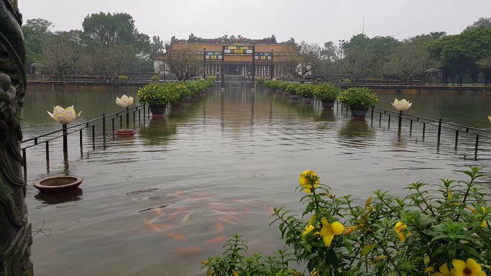 Clip: Cả đàn cá chép bơi tung tăng giữa Đại nội Huế trong ngày mưa lũ - Ảnh 2. Clip: Cả đàn cá chép bơi tung tăng giữa Đại nội Huế trong ngày mưa lũ - Ảnh 2.