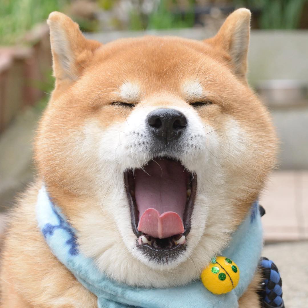 Tổng hợp với hơn 98 ảnh chó shiba cười hay nhất - thtantai2.edu.vn