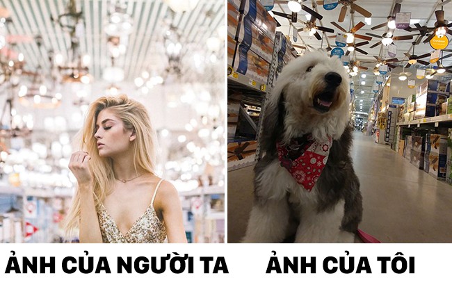 Thấy người ta chụp ảnh sống ảo, ch&uacute; ch&oacute; cũng đ&uacute; đởn bắt chước nhưng m&agrave; kh&ocirc;ng tới - Ảnh 3.