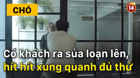 Sự kh&aacute;c biệt ho&agrave;n to&agrave;n giữa #team nu&ocirc;i ch&oacute; v&agrave; #team nu&ocirc;i m&egrave;o! - Ảnh 10.