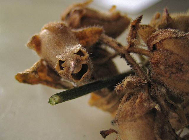 Loài hoa khi chết biến thành hình đầu lâu xương sọ lủng lẳng trên cây - Ảnh 5.