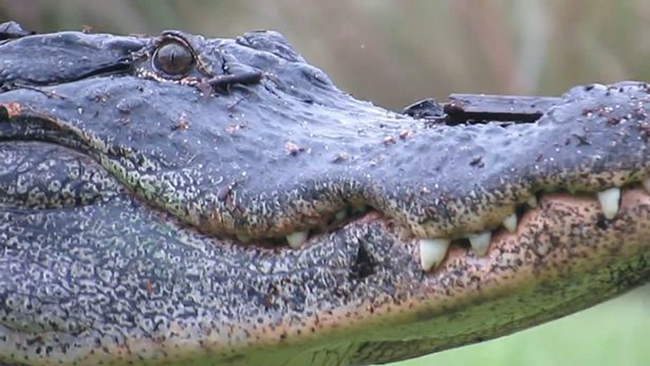Cá sấu khổng lồ lớ ngớ đi lạc trong sân golf - Ảnh 4.