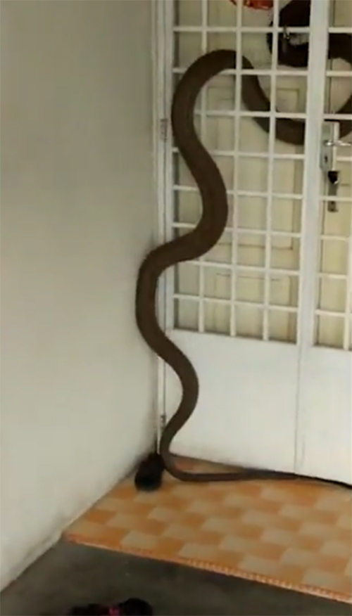 Khoảnh khắc thót tim khi thấy rắn hổ mang cụ dài 6m bò vào nhà dạo chơi - Ảnh 4.
