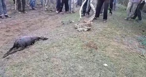 Video: Trăn khổng lồ nuốt chửng một con dê trưởng thành trước sự kinh hãi của dân làng - Ảnh 4.