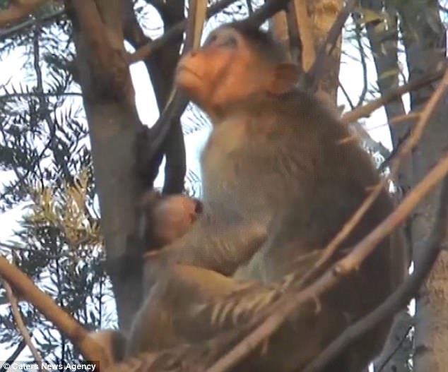 Dù khỉ con qua đời, khỉ mẹ vẫn ôm con suốt nhiều ngày chẳng rời - Ảnh 4.