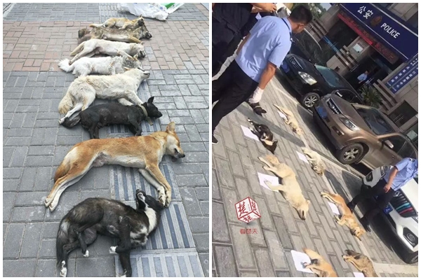 Thiếu nguồn cung, chủ quán lẩu dùng nỏ bắn chết 8 chú chó đem về làm đặc sản - Ảnh 3.
