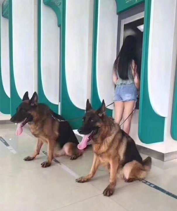 Những chú chó vào vai bảo kê máu mặt tại các cây ATM vào ban đêm - Ảnh 5.