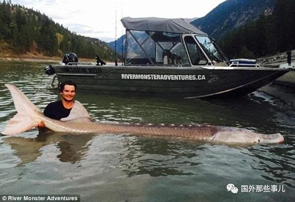 Bắt được cá nặng hơn 300kg, chàng trai bất ngờ phát hiện đó là con cá năm ngoái đã tự tay thả đi - Ảnh 3.