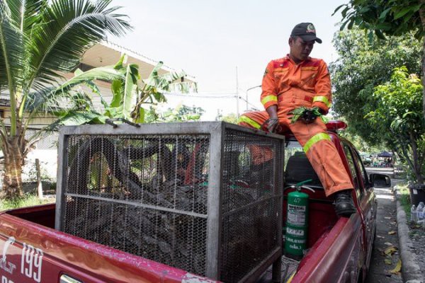 Thái Lan: Cơn ác mộng 31,801 con trăn, rắn chui lên từ bồn cầu ám ảnh người dân - Ảnh 2.