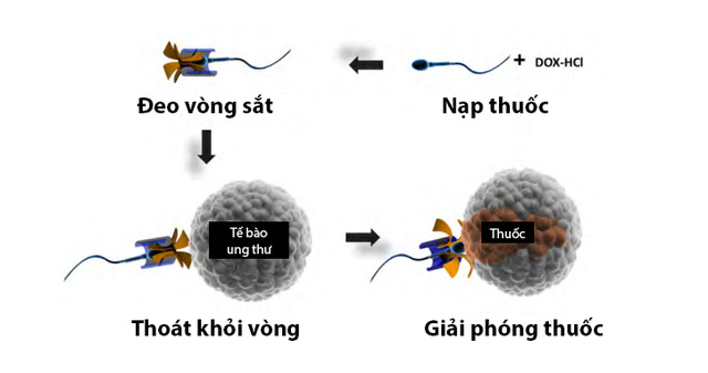 Làm sao để trị dứt điểm ung thư? Tinh trùng có thể là câu trả lời - Ảnh 2.