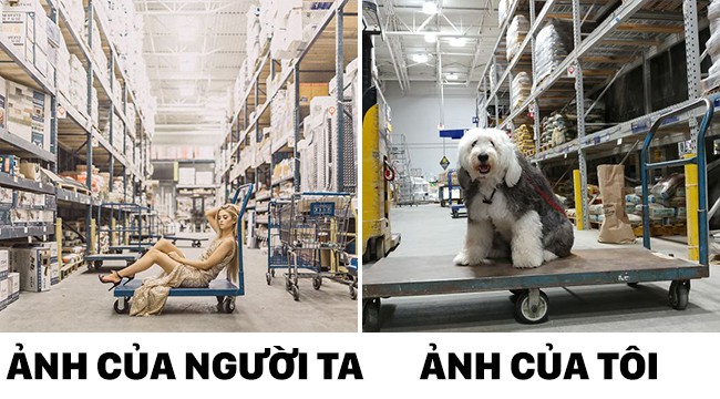 Thấy người ta chụp ảnh sống ảo, ch&uacute; ch&oacute; cũng đ&uacute; đởn bắt chước nhưng m&agrave; kh&ocirc;ng tới - Ảnh 5.