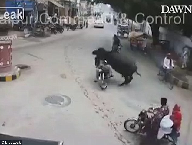 Video: Người đàn ông xấu số đi xe máy, bị trâu húc văng xuống đất bất tỉnh - Ảnh 2.