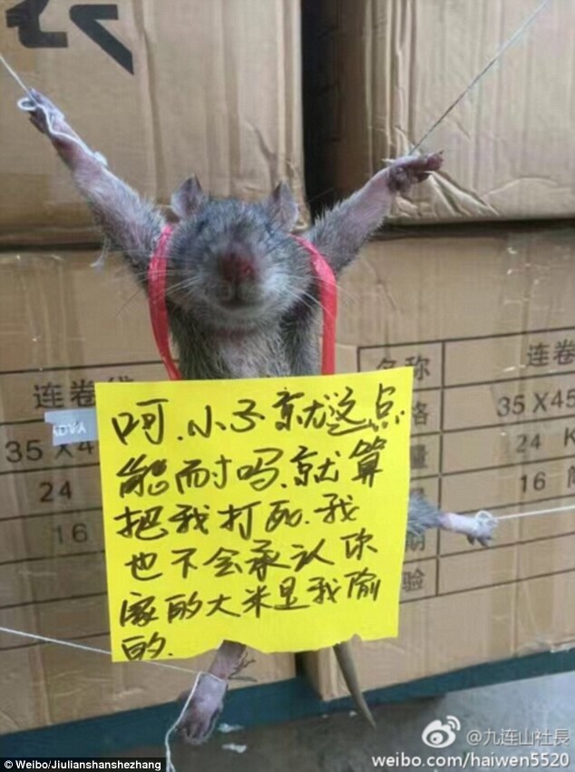 Can tội ăn trộm gạo trong cửa hàng tiện lợi, chú chuột bị trói buộc và bêu riếu trên mạng xã hội - Ảnh 1.