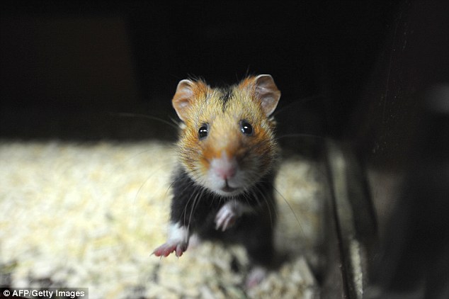 Chuột Hamster tại Ph&aacute;p đang biến th&agrave;nh những s&aacute;t thủ m&aacute;u lạnh v&igrave; một loại thực vật cực kỳ phổ biến - Ảnh 1.
